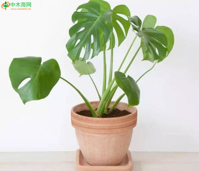 龜背竹適合生長在溫暖潮濕的環境中，不喜強光暴曬，較為耐陰