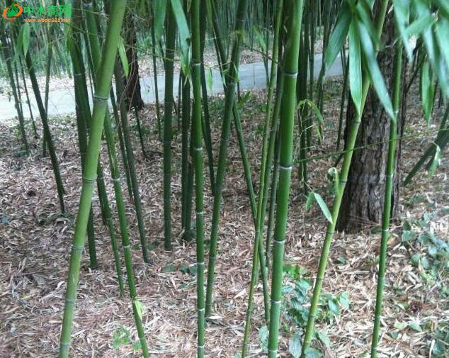 竹子移栽需要多長時間才能重新煥發(fā)生機？