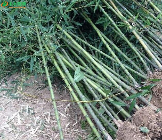 竹子目前在庭院綠化中很是普遍，原因就是看到那郁郁蔥蔥的景致