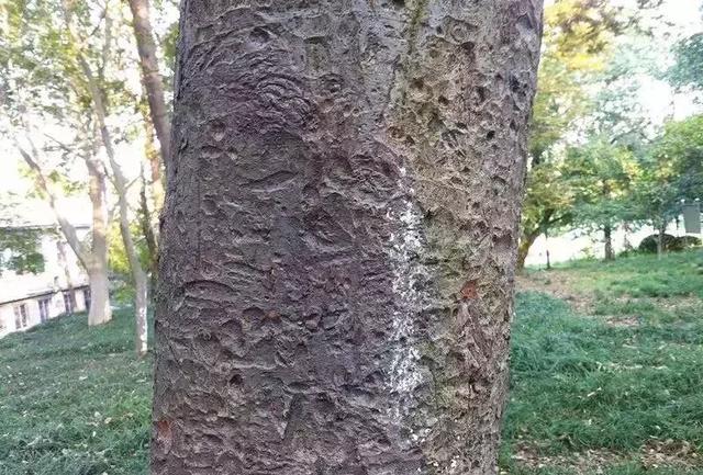櫸樹：較為光滑