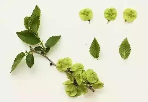 榆樹翅果近圓形，果較大