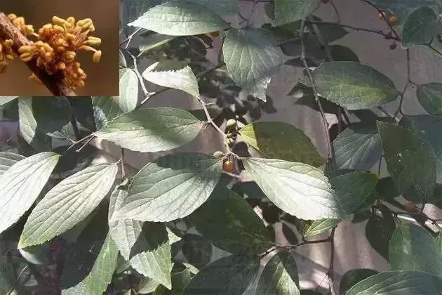 樸樹的果實圓形橙黃色