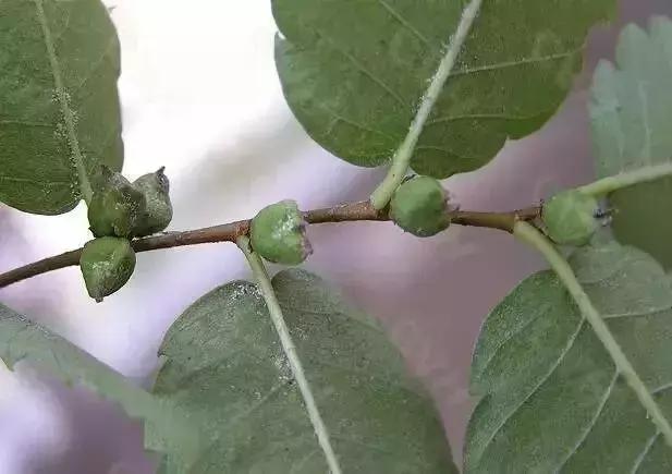 櫸樹核果幾乎無梗，