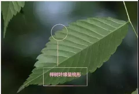 櫸樹、樸樹、珊瑚樸為核果；