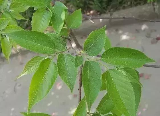 青檀側脈不達齒尖，上彎