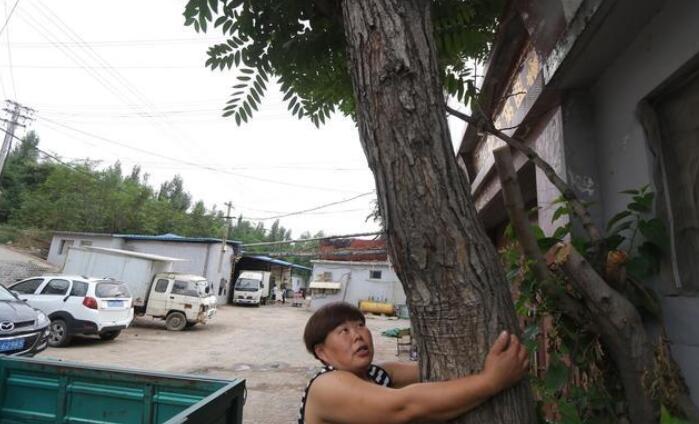 家里三畝荒地,種上香椿樹,十年后收木材做家具怎樣？