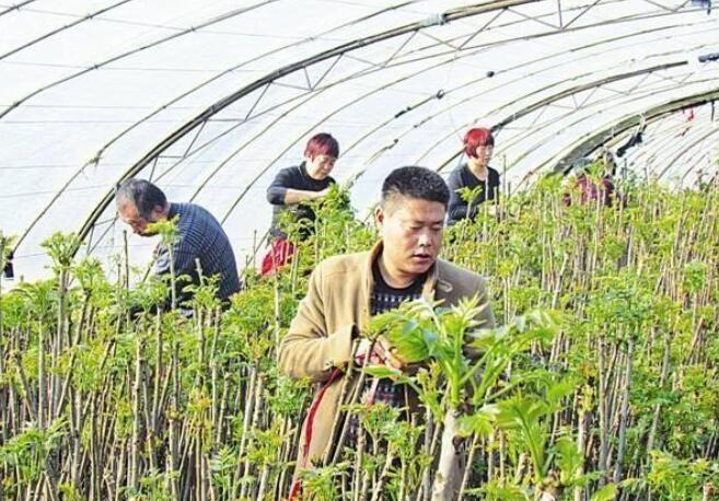 家里三畝荒地，種上香椿樹，摘香椿芽賣，中木商網陳昌文建議還是搞大棚種植好。