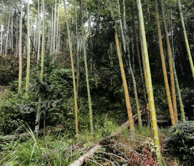 可考慮先分層混交，以后毛竹自會(huì)向不同方向發(fā)展入杉木林中