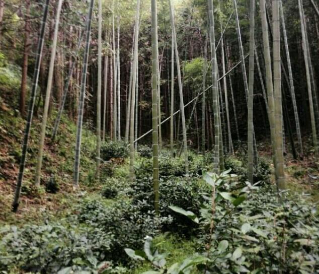 杉木和毛竹混交,科學(xué)合理嗎？