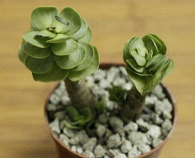 多肉金錢木的生長習(xí)性，適合生長的環(huán)境
