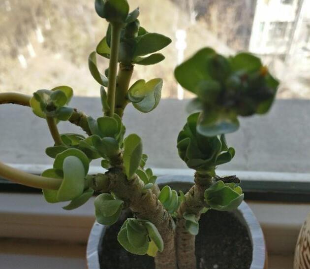 給削掉的頭部涂上多菌靈，晾曬幾天