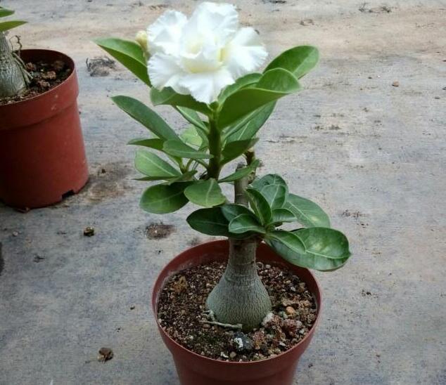 沙漠玫瑰性格開朗，喜愛陽光，陽光充足