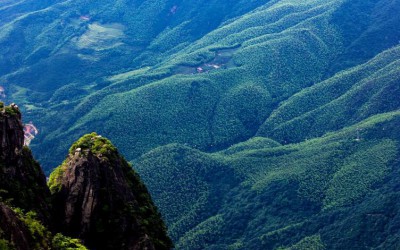 安福縣武功山林場營造1500畝楠木