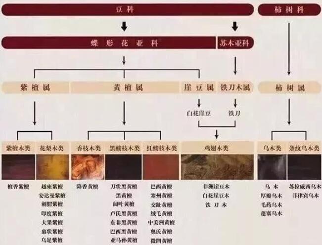 “花梨木”從植物學分類里