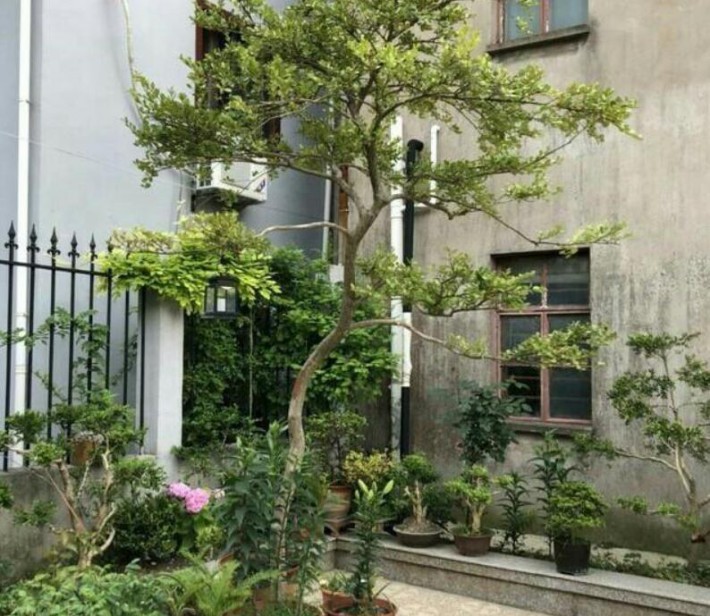 施肥過(guò)多引起：在春季黃楊枝條萌芽期如果施肥過(guò)多造成肥水濃度過(guò)高