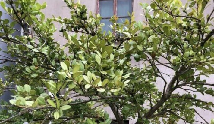 黃楊葉子變黃，視其發(fā)生特點(diǎn)，有以下幾種情況