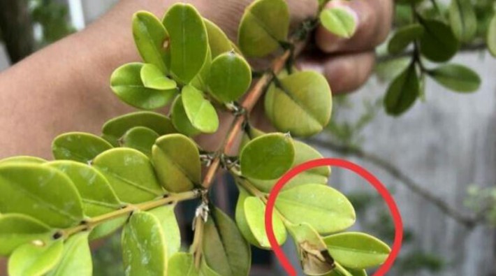 黃楊樹(shù)葉片偏黃怎么回事？