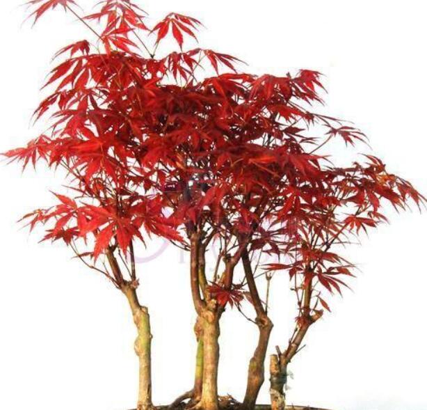 無患子科日本紅楓盆景的種植方法有哪些？