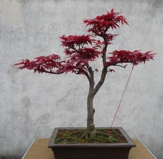 日本紅楓喜濕潤，耐旱能力較強