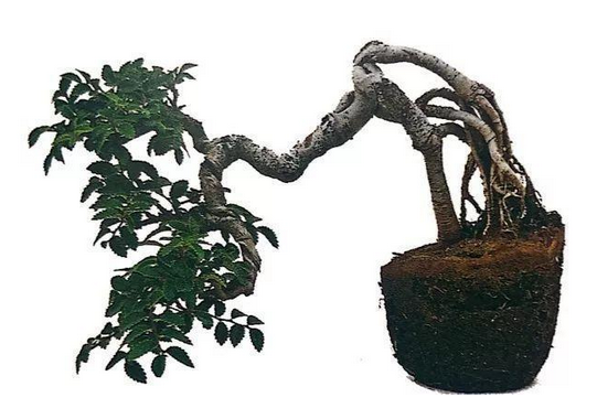 將榆樹從盆缽中脫出之后，發(fā)現(xiàn)盆土板結(jié)