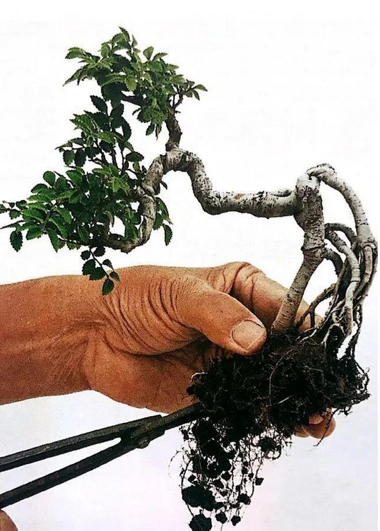 那就趕緊換土唄，植物可不能怠慢