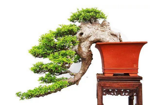 接下來，等到來年春末給它松綁，然后再對下方“S”形樹干繼續(xù)改造