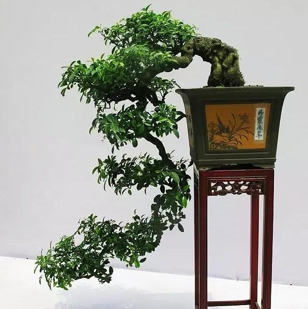 這個也好理解，把枝條留好，然后培養(yǎng)枝條