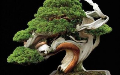 盆景樁材的“水線”指的是什么？