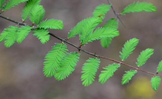 杉木和水杉是同一種植物嗎？