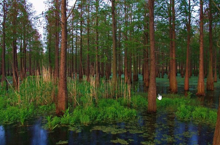 水杉是杉科 Taxodiaceae水杉屬me<em></em>tasequoia植物