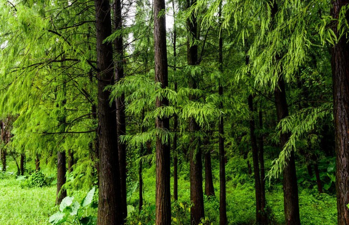 水杉是杉科 Taxodiaceae水杉屬me<em></em>tasequoia植物
