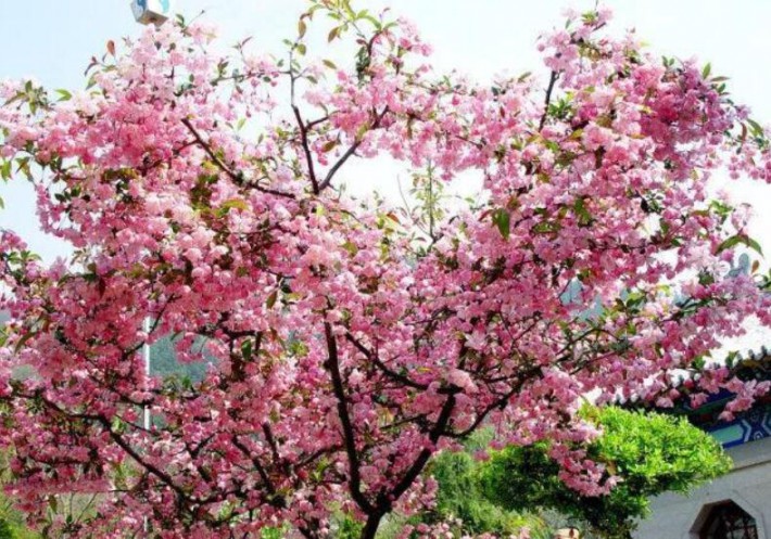 “花中神仙”、“花貴妃”之稱，而棠棣之華