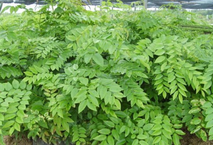 黃花梨樹葉