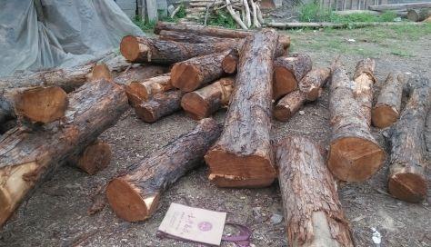 農村這種樹被稱為“百木王”，價值5000塊一方