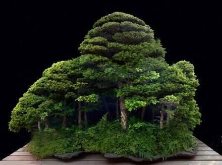 栽植樹木之前