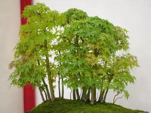 選樹
