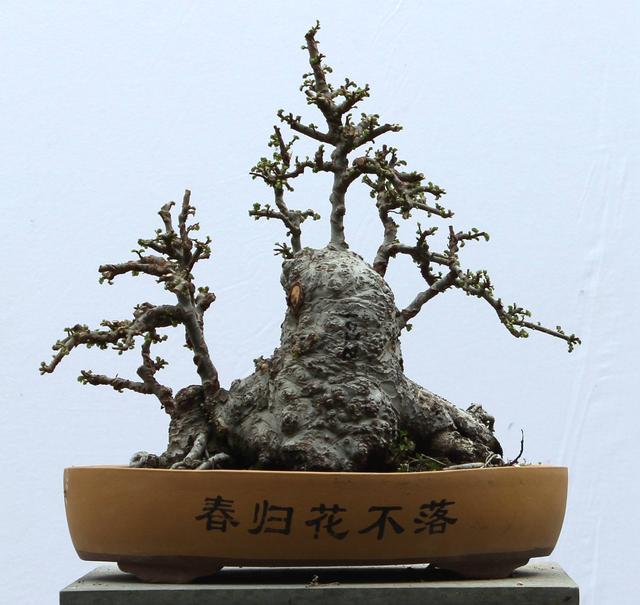 當(dāng)修剪枝葉和布局確定了之后，應(yīng)當(dāng)根據(jù)構(gòu)圖方面的要求，對各株樹木逐一的進(jìn)行修剪和整理
