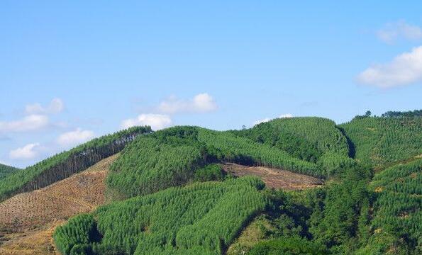 國家儲備林建設相關政策