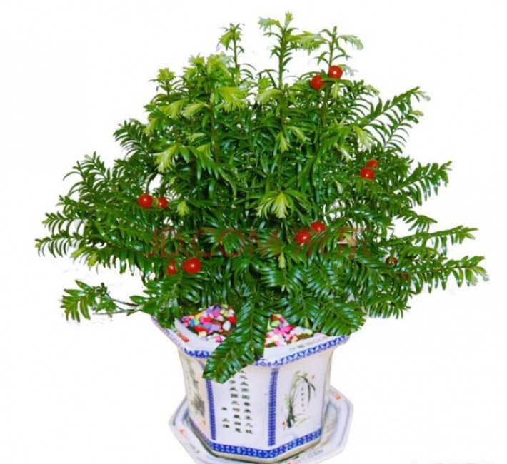 紅豆杉可以用來做盆景嗎？