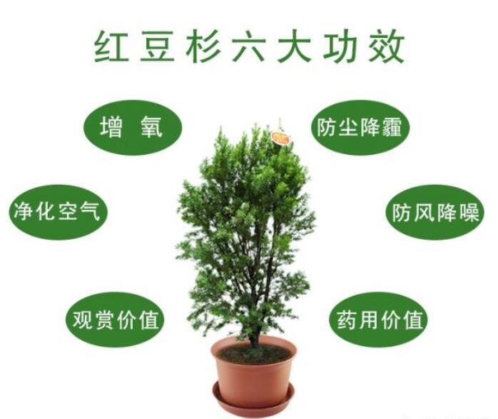 紅豆杉屬于第四紀(jì)冰川遺留下來的古老孑遺樹種