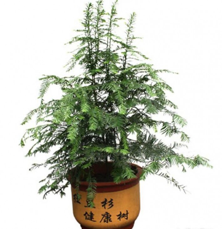 盆景注意紅豆杉的生長特點(diǎn)
