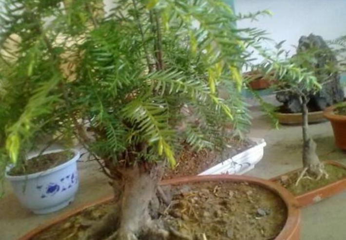修剪后一周不要用噴壺噴灑澆水