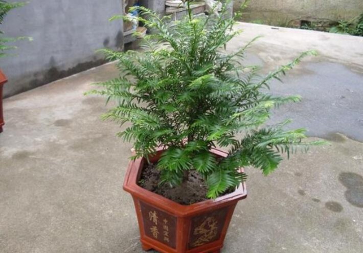 你的紅豆杉的葉片顏色太淺