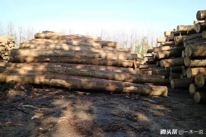 樹木及分布：