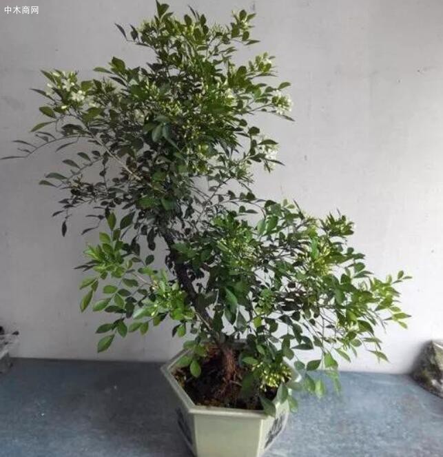 九里香的上盆與造型