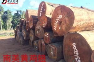 精品南美黃雞翅木 蛇歪漆木 碳化木 甘藍豆 大理石豆
