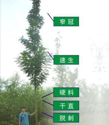 泓森槐，泓森槐屬于刺槐樹的一種