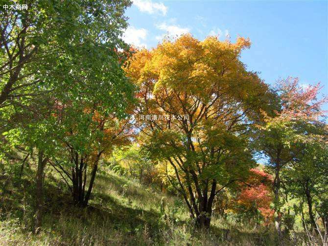 落葉喬木價格 叢生元寶楓 復葉槭 千頭椿 榔榆 紅玉蘭 紅梅