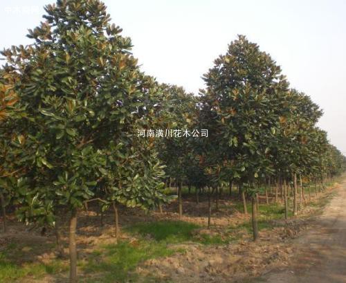 常綠喬木報價 深山含笑 香樟樹 耐寒廣玉蘭 丹桂 造型油松樹