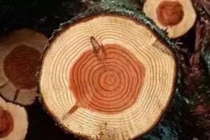 “千年紫檀，百年酸枝”的科學依據